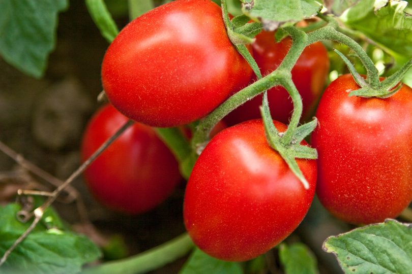 Tomate indústria