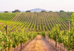 Exportações de vinhos portugueses atingiram os 928 milhões em 2023