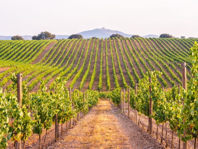 Exportações de vinhos portugueses atingiram os 928 milhões em 2023